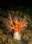 Psolus phantapus