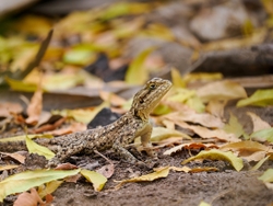 Agama Lizard