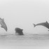 Bottlenose Dolphins