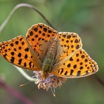 Queen of Spain fritillary (Isoria lathonia) ♀