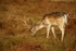 Fallow Deer Stag - Bradgate Park