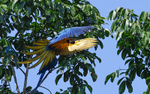 Blue and yellow macaw