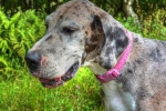 Sadie