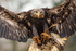 Bald eagle Haliaeetus leucocephalus-0757