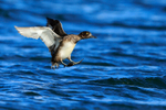 Tufted Duck about to land on the water at Farmoor Reservoir