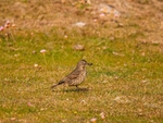 Rock Pipit