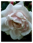 Rosa 'New Dawn'