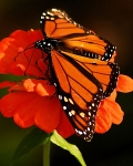 Butterfly on Red Flower