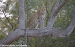 Female leopard like a rock star