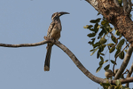 African Grey Hornbill