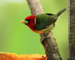 Red-headed Barbet portfolio