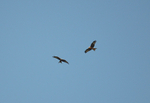Red Kites