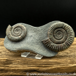 amm1439 Double Dactyli...