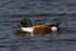 Shoveler (male)