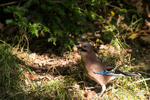 Jay Collecting an Acorn
