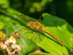 Ruddy Darter