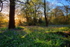 Bluebells at Dawn