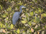 Western Reef Egret.