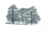 Winter Oaks