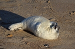 Atlantic Grey Seal