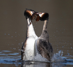 Great Crested Grebe - Podiceps cristatus