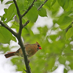 Northern Cardinal (f)