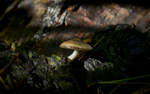 Fungi, Delemere forest, Cheshire