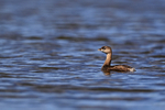 Pied-billed Grebe portfolio