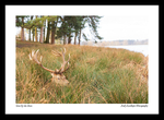 Tatton-5a