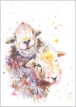 Pair of Herdwick Sheep 798