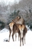 Red Deer in Snow(Captive)