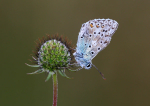 Chalkhill Blue