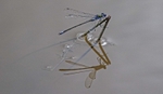 Emerald Damselfly