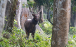 Sambar