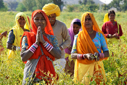 Chillie pickers, Chatra Sagar, Rajasthan