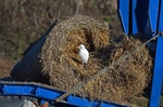 Cattle Egret