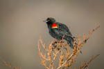 Red-Winged Blackbird