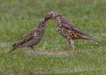 Mistle Thrush 2