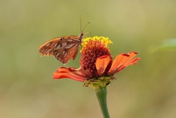 gulf fritillary 1