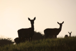Red Deer _AN065