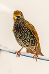 Starling Sturnus vulgaris-1288