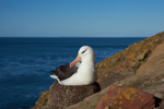 Saunders Island portfolio