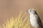 Ochre-naped Ground-Tyrant portfolio