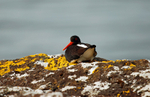 Oystercatcher