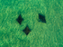 Spotted Eagle Rays 6