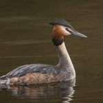 Great Crested Grebe