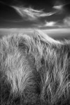 Dancing marram