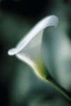 Zantedeschia Aethiopica