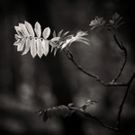 Spring Leaf in Black amd White Otley