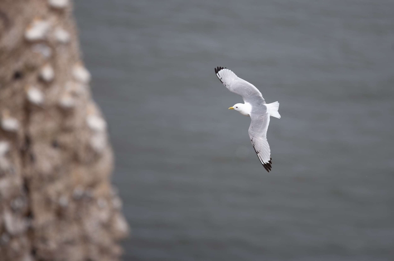 Black-Legged Kittiwake - Bempton Cliffs